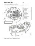 Plant &amp; Animal Cells