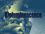 Bioluminescence