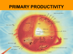 primary productivity - Broadneck High School