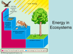 Energy in Ecosystems