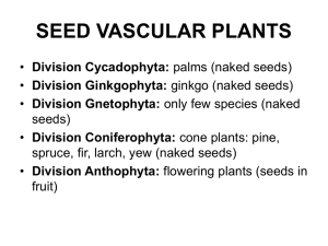 Vascular tissue - Cloudfront.net