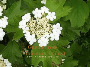 Guelder rose