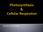 Photosynthesis vs. Cellular Respiration