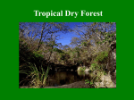 Tropical Dry Forest