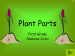 Plant Parts