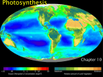 Photosynthesis - Lake Stevens School District