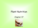 PLANT NUTRITION - Falmouth Schools