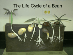 The Life Cycle of a Bean