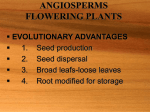 ANGIOSPERMS FLOWERING PLANTS