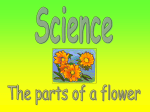 The Parts of a Flower Powerpoint Presentation