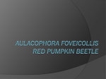 RED PUMPKIN BEETLE