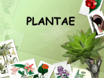 plantae - Baldwin Schools Teachers