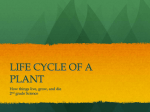 Cycle of a Plant Powerpoint