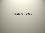 Kingdom Plantae