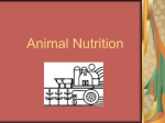 New Animal Nutrition