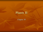 Plants II