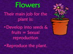 flower_parts_(p._20_IO)