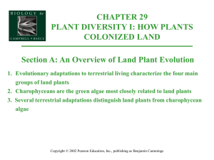 vascular plants