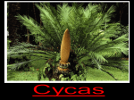 Cycads