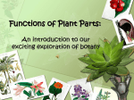 Functions of Plant Parts: