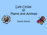 Life Cycles of Plants and Animals