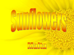 sunflowers