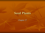 Seed Plants