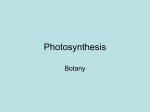 Photosynthesis