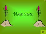 Plant Parts