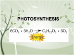 PHOTOSYNTHESIS & RESPIRATION