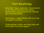 Plant Morphology