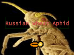 Russian Wheat Aphid