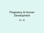 Pregnancy & Human Development