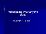 Visualizing Prokaryote Cells