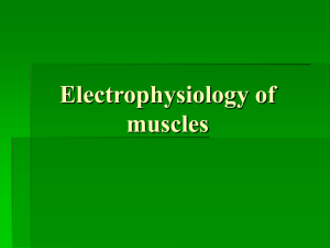 08 Electrophysiology of muscles