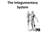 Integumentary System