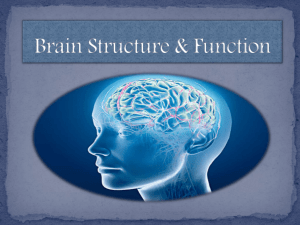 Brain Structure and Function