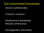 Filariasis