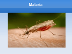 Malaria Symptoms - Our bilingual project