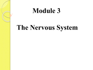 Nervous System - Gordon State College