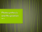 Photosynthesis & Cellular Respiration