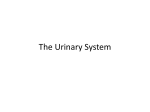 Urinary System