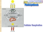 How much ATP is produced in this cycle?