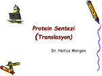 Translasyon (Protein Sentezi) Protein Sentezinin Regulasyonu