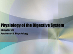 Physiology of the Digestive System