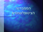 מנים והממברנה הציטופלסמטית