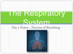 The Respiratory system