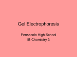 Gel Electrophoresis - PHS International Baccalaureate