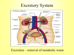 Excretory System