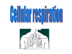 Cellular Respiration